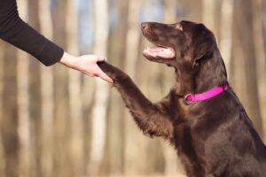 How to Train Your Pet: The Ultimate Guide to Effective Training Techniques