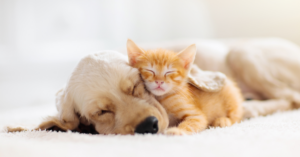 Understanding Your Pet’s Emotional Needs: How to Keep Them Happy and Content